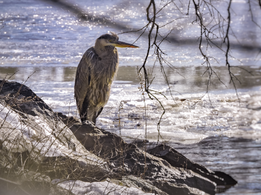 Ipswich Riverwalk: Sidney Shurcliff Path - Thumbnail
