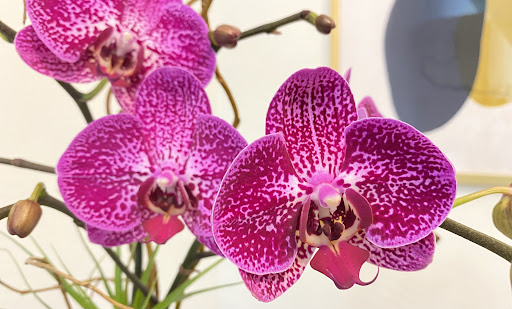 Garden Gate Orchids Coral Gables - Thumbnail