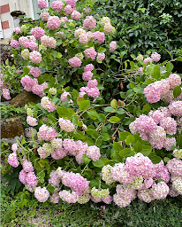 Photo n°4 de La chêneraie à Sainte-Gemmes-sur-Loire (Parc)