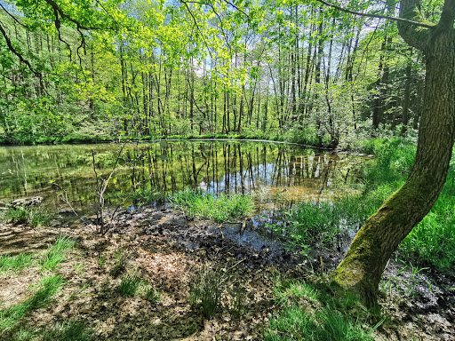 Froschteich - Visual