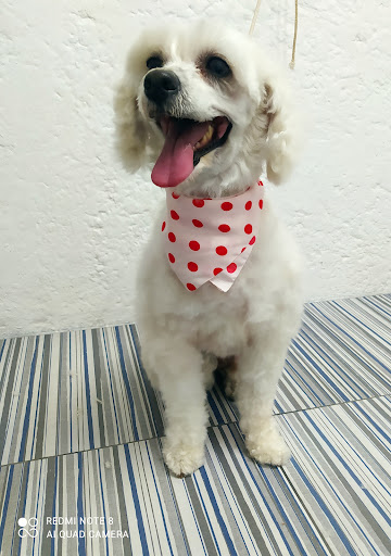 Centro Veterinario Les - Thumbnail