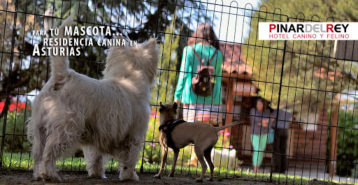 Hotel para perros Hotel Canino Pinar del Rey