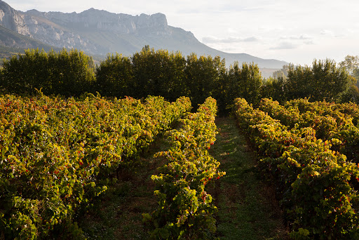 Bodegas Bello Berganzo - Thumbnail