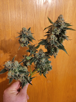 Photo of Greenport Cannabis Co
