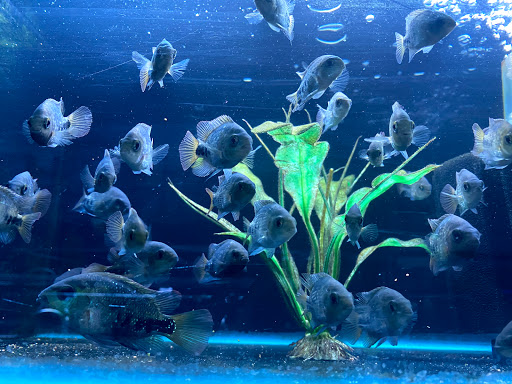 Fin Gallery - Visual