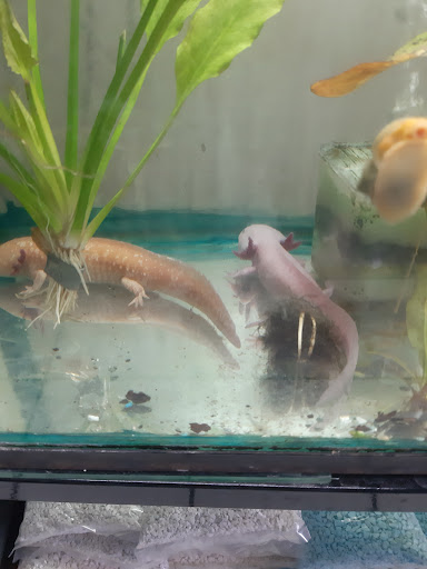 Acuario Tortuga - Thumbnail