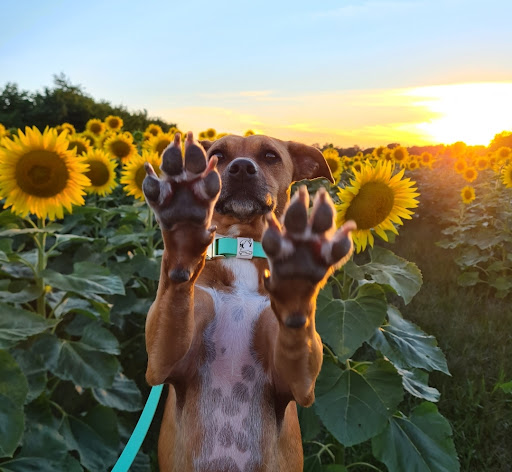 Schmuddelhund - Thumbnail