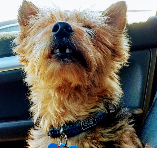 Villa Park Veterinary Hospital - Thumbnail