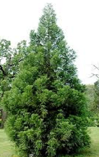 All Seasons Garden Shop