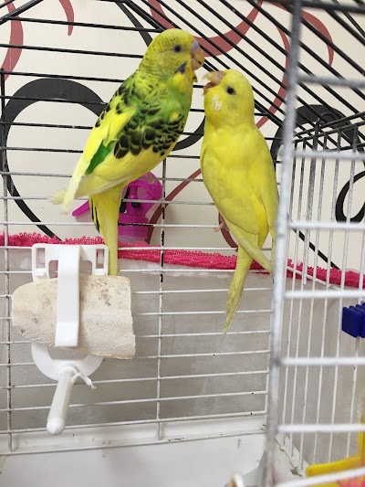 Photos of &Ouml;ğretici Pet Shop ve Kuş &Uuml;retim 05545836937