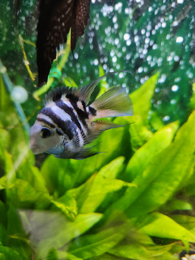 Carter's Aquatic - Visual