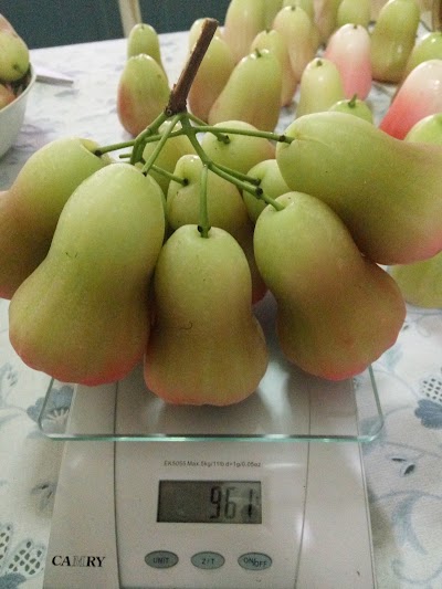 Photos of Kebun Jambu Madu Malang