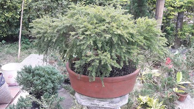 Photos of TESALIA CBC PLANTA MILAGRO