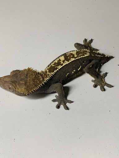 Cascade critters - Thumbnail