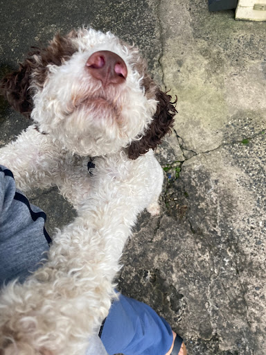 paws pet sitting - Thumbnail