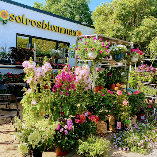 Solrosblomman - Visual