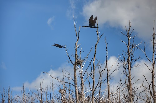Plazės gamtinis rezervatas