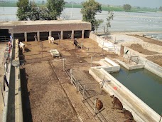 Warraich Agri Farms gujranwala