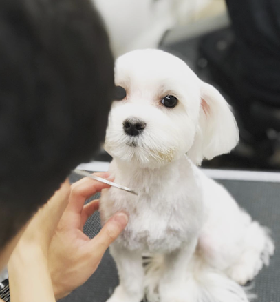 Ironmaya Pet Grooming