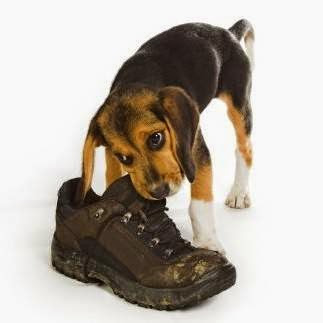 Absolute K-9 Solutions