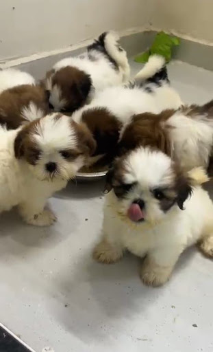 Shihtzu pups available in mumbai dadar post image