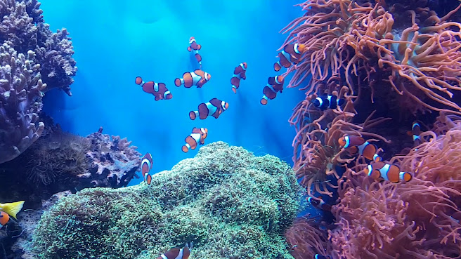Monterey Bay Aquarium by null