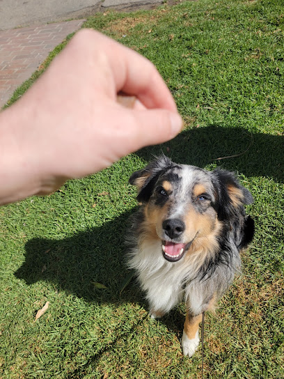 Knowledge Is Power K9