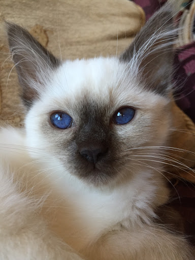 Gambades Balinese Cattery