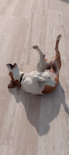 Happy our friends köpek oteli bodrum milas