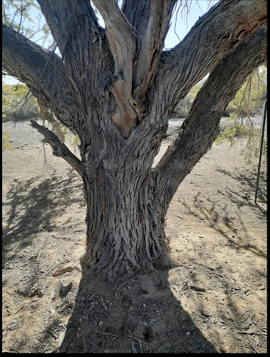 Great Tree of Arizona - Thumbnail