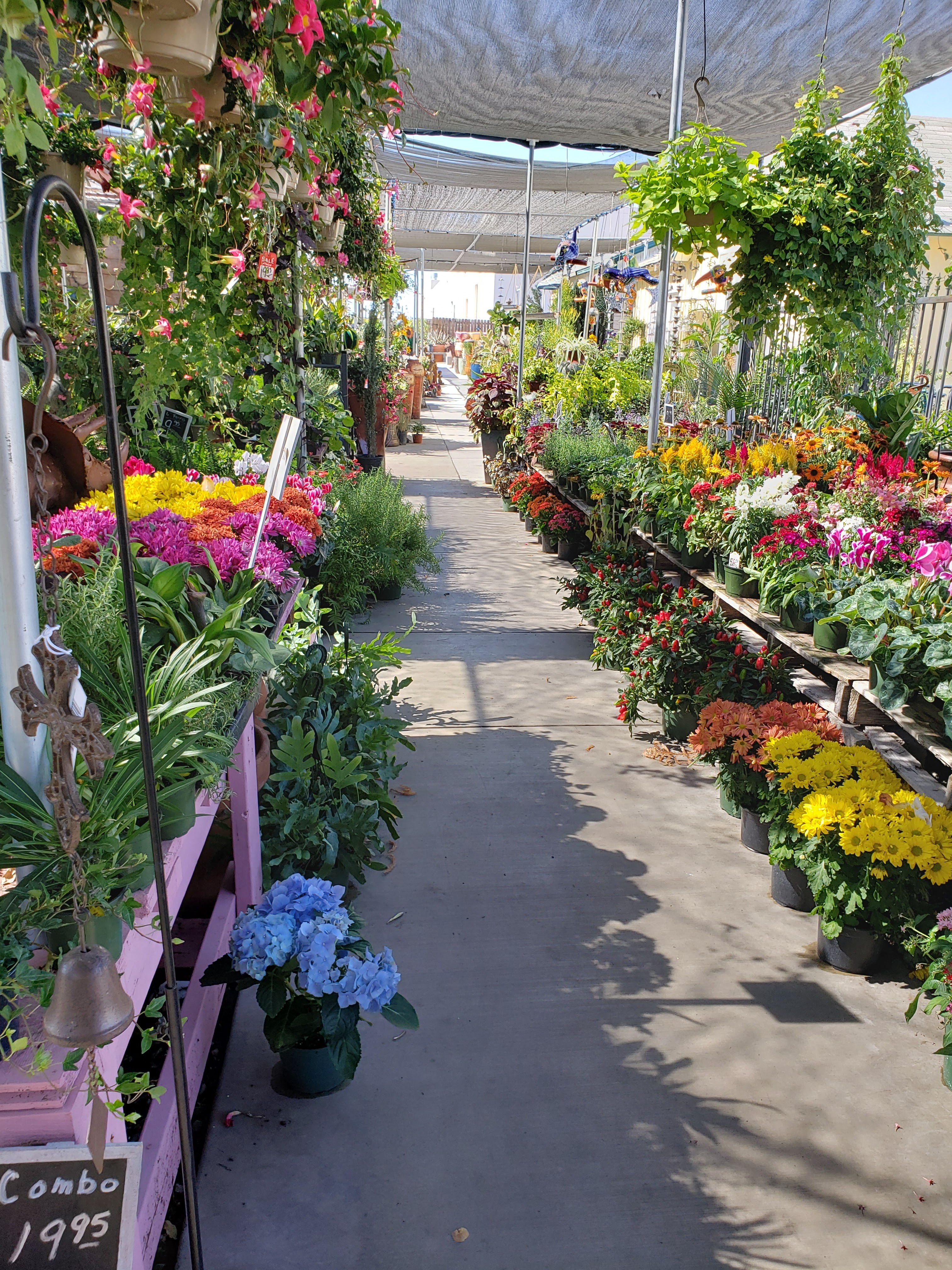 Plant Safari