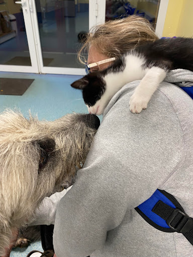 Veterinary Clinic Lonchay Soete - Thumbnail