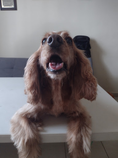 Estetica Canina Wero & Nina