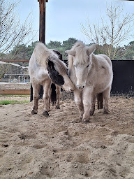 Photo n°1 de Marie BARBEDIENNE - La main dans les crins à Guérande (Psychomotricien)