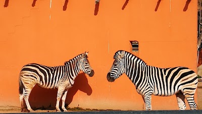 Photos of Municipal Park Zoo