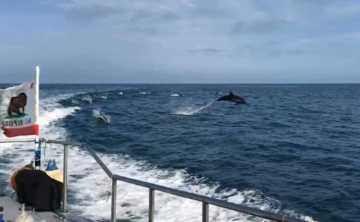 Channel Islands Marine Safari Adventures - Thumbnail
