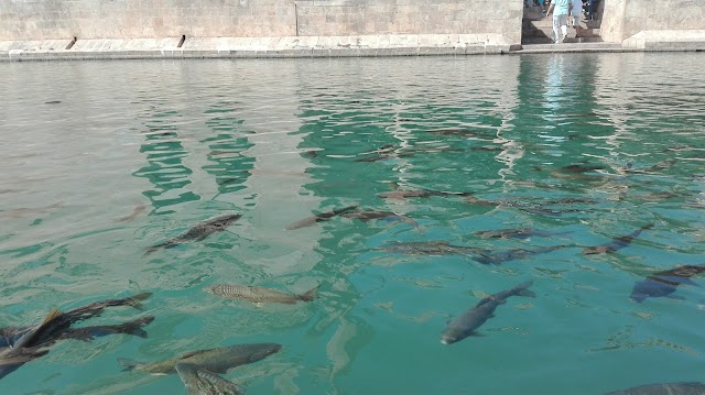 Fish Lake of Urfa