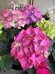 Photo n°27 de Ann'Fleurs - fleuriste Annemasse à Annemasse (Prestataire de mariage)