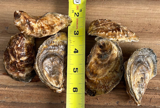 North Fork Big Oyster