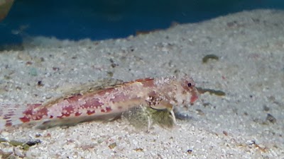 Photos of marine Aquarium