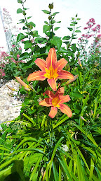 Photo n°45 de Camping le Vert Vallon à Lautenbachzell (Terrain de camping)