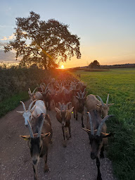 Photo n°14 de Chèvrerie la Trufière à Chissey-lès-Mâcon (Agriculteur)