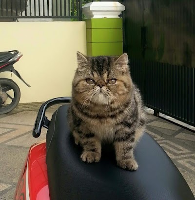 Photos of Shandy Cat House