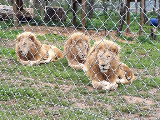 Tasmania Zoo - Thumbnail