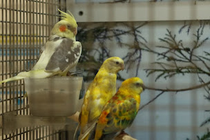 Photo n°16 de Magasin Vert à Cosne-Cours-sur-Loire (Pépinière)