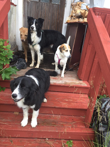 Sensory Garden for dogs Coach - Thumbnail