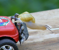 l'escargotière d'Arno à Mieussy