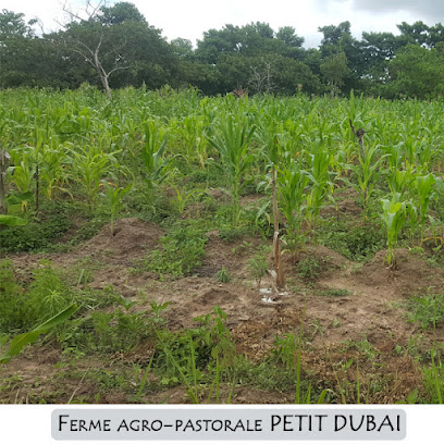 Ferme agropastorale Petit Dubaï