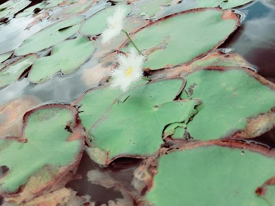 Photos of Hiyare Plant Nursery