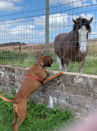 Love 4 Dogs - Thumbnail